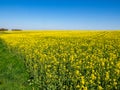 Rape Field Blooms Yellow In Spring