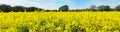 Rape Field Blossom Panorama Royalty Free Stock Photo