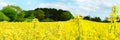 Rape Field Blossom Panorama Royalty Free Stock Photo