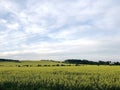 Rape field with blue sky near Cracow