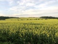 Rape field with blue sky near Cracow