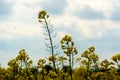 field an blurry sky with two insects Royalty Free Stock Photo