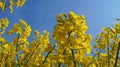 Rape field with bright yellow flowers under blue sky and white clouds Royalty Free Stock Photo