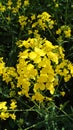 Rape field with bright yellow flowers under blue sky and white clouds Royalty Free Stock Photo