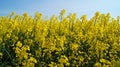 Rape field with bright yellow flowers under blue sky and white clouds Royalty Free Stock Photo