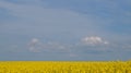 Rape field with bright yellow flowers under blue sky and white clouds Royalty Free Stock Photo