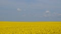 Rape field with bright yellow flowers under blue sky and white clouds Royalty Free Stock Photo