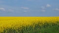 Rape field with bright yellow flowers under blue sky and white clouds Royalty Free Stock Photo