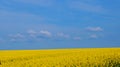 Rape field with bright yellow flowers under blue sky and white clouds Royalty Free Stock Photo