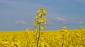 Rape field with bright yellow flowers under blue sky and white clouds Royalty Free Stock Photo