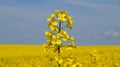 Rape field with bright yellow flowers under blue sky and white clouds Royalty Free Stock Photo