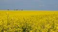 Rape field with bright yellow flowers under blue sky and white clouds Royalty Free Stock Photo