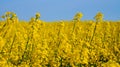 Rape field with bright yellow flowers under blue sky and white clouds Royalty Free Stock Photo