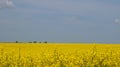 Rape field with bright yellow flowers under blue sky and white clouds Royalty Free Stock Photo