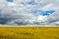 Rape field with cloudy sky background