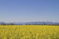 field in front of mountain range