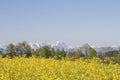 field in front of mountain Zugspitze