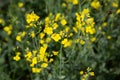 Rape Field Landscape Rapsfeld Raps