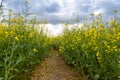 Rape Field Landscape Rapsfeld Raps