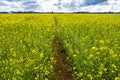 Rape Field Landscape Rapsfeld Raps