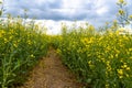 Rape Field Landscape Rapsfeld Raps