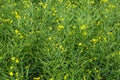 Rape Field Landscape Rapsfeld Raps