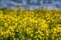 Rape Field Landscape Rapsfeld Raps