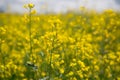 Rape Field Landscape Rapsfeld Raps