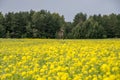 Field near forest Royalty Free Stock Photo