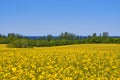 Rape field overlooking the Baltic Sea with sailboats Royalty Free Stock Photo