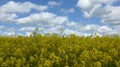 field in spring on a sunny, but cloudy day Royalty Free Stock Photo