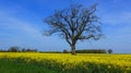 field in spring on a sunny day Royalty Free Stock Photo