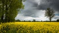 In the rape field before the storm Royalty Free Stock Photo