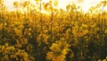 field at sunset. flowers close-up glimpse of the golden sun.