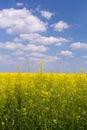 field under blue cloudy sky