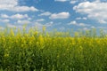 field under blue cloudy sky