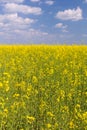 field under blue cloudy sky