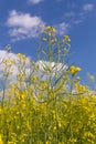 field under blue cloudy sky