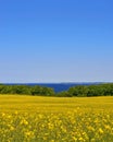 Rape field with a view of the Baltic Sea Royalty Free Stock Photo