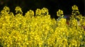 Rapeseed in bloom on dark background