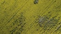 Rape field. Yellow rapeseed flowers. Border of two fields. Aerial photography Royalty Free Stock Photo