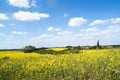 Flowering colza fields, yellow fields in rural landscape