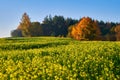 Rape fields bloom in autumn Royalty Free Stock Photo