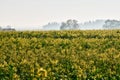 Rape fields bloom in autumn Royalty Free Stock Photo