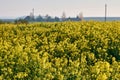 Rape fields bloom in autumn Royalty Free Stock Photo
