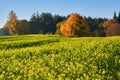 Rape fields bloom in autumn Royalty Free Stock Photo