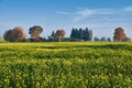 Rape fields bloom in autumn Royalty Free Stock Photo