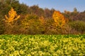 Rape fields bloom in autumn Royalty Free Stock Photo