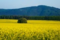 fields, forested mountains in the background