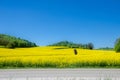 fields. Rapeseed Brassica napus Royalty Free Stock Photo